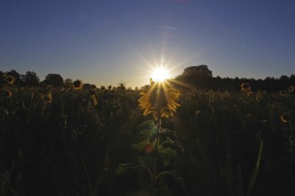 Landscape, sunrise, sunflower (Helianthus annuus), Germany, special atmosphere and beautiful colors