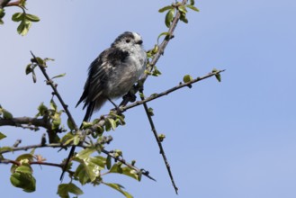 Long tailed tit Aegithalos caudatus adult bird on a tree branch, England, United Kingdom