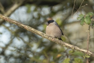 Eurasian bullfinch (Pyrrhula pyrrhula) adult female bird on a tree branch in a hedgerow, England,