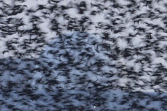 Eurasian starling (Sturnus vulgaris) adult birds flying in a flock in a murmuration at sunset in