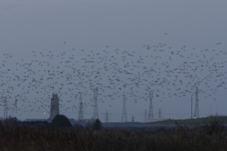 Eurasian starling (Sturnus vulgaris) adult birds flying in flight in a murmuration in winter with