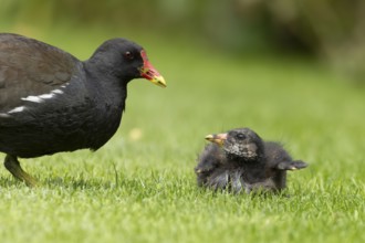 Moorhen (Gallinula chloropus) adult parent bird and juvenile baby bird on a grass lawn, England,