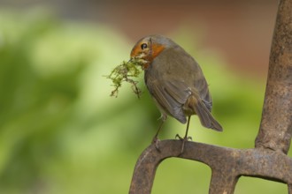 European robin (Erithacus rubecula) adult bird on a garden fork with nesting material in its beak