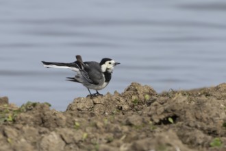 Pied wagtail (Motacilla alba) adult bird on the edge of a lake, England, United Kingdom