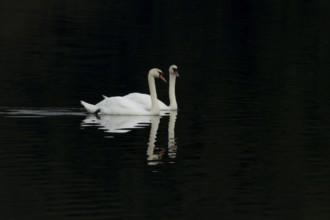 Mute swan (Cygnus olor) two adult birds on a lake with a reflection on the calm water, England,