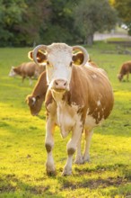 Cows grazing on a sunny meadow with a close-up cow in the foreground, Überlingen, Lake Constance,