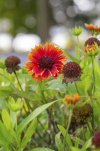 Red flower in the garden surrounded by green leaves and autumn light, Überlingen, Lake Constance,