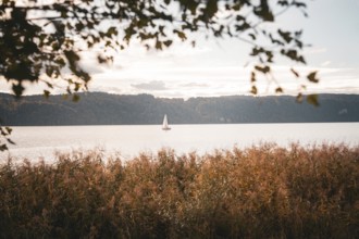 Peaceful seascape with a sailboat and reeds in the foreground, Überlingen, Lake Constance, Germany