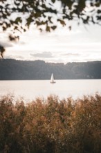 Single sailboat on a lake surrounded by reeds in evening light, Überlingen, Lake Constance, Germany