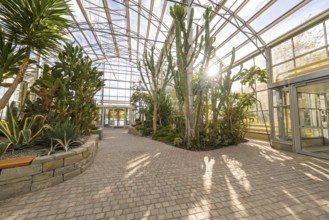 Tropical house with large palm trees and sun shining through a glass roof, Überlingen, Lake