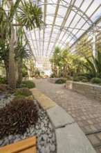 Green winter garden with various plants and palm trees under a glass roof, Überlingen, Lake