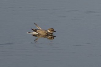 Little ringed plover (Charadrius dubius) adult wading bird in a shallow coastal lagoon, England,