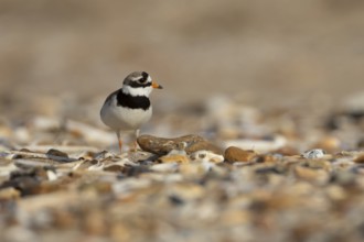 Ringed plover (Charadrius hiaticula) adult wading bird on a coastal shingle beach, England, United
