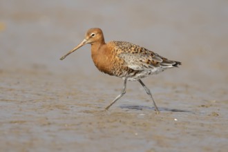 Black tailed godwit (Limosa limosa) adult male wading bird in summer plumage on a coastal mudflat,