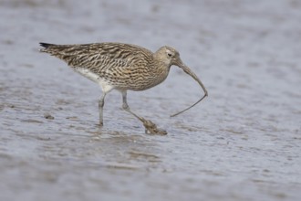 Eurasian curlew (Numenius arquata) adult wading bird on a coastal mudflat with a worm in its beak,