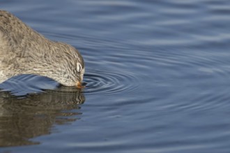 Common redshank (Tringa totanus) adult wading bird feeding in a shallow coastal lagoon, England,