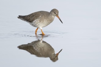 Common redshank (Tringa totanus) adult wading bird in a shallow coastal lagoon, England, United