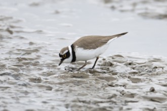 Little ringed plover (Charadrius dubius) adult wading bird on a coastal mudflat, England, United