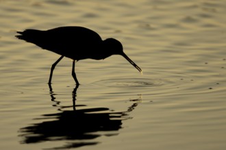 Spotted redshank (Tringa erythropus) silhouette of an adult wading bird feeding in a shallow lagoon
