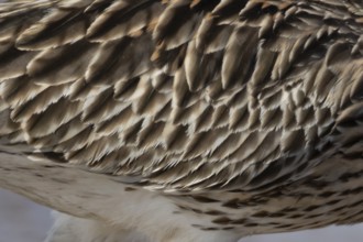 Eurasian curlew (Numenius arquata) adult wading bird close up of its wing feathers, England, United