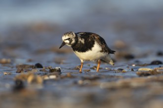 Ruddy Turnstone (Arenaria interpres) adult wading bird in summer plumage on a coastal beach,