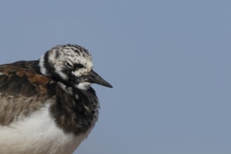 Ruddy Turnstone (Arenaria interpres) adult wading bird in summer plumage sleeping on a coastal