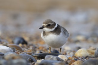 Ringed plover (Charadrius hiaticula) adult wading bird on a coastal beach, England, United Kingdom