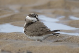 Ringed plover (Charadrius hiaticula) adult wading bird preening on a coastal beach, England, United