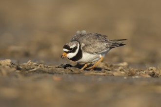 Ringed plover (Charadrius hiaticula) adult wading bird feeding on a coastal beach, England, United