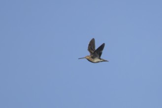 Common snipe (Gallinago gallinago) adult wading bird flying, England, United Kingdom