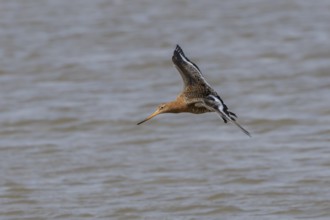 Black tailed godwit (Limosa limosa) adult male wading bird in summer plumage flying over water,