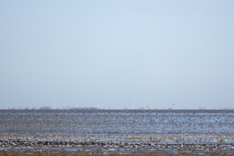 Red Knot (Calidris canutus) and Eurasian Oystercather (Haematopus ostralegus) adult wading birds at