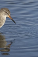 Common redshank (Tringa totanus) adult wading bird in a shallow coastal lagoon, England, United