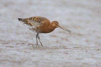 Black tailed godwit (Limosa limosa) adult male wading bird in summer plumage feeding on a coastal