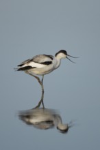 Pied Avocet (Recurvirostra avosetta) adult wading bird calling in a shallow lagoon with a