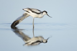 Pied Avocet (Recurvirostra avosetta) adult wading bird stretching in a shallow lagoon with a
