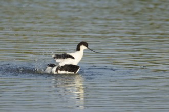 Pied Avocet (Recurvirostra avosetta) adult wading bird washing in a shallow lagoon, England, United