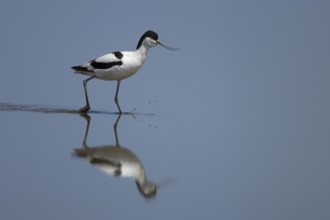 Pied Avocet (Recurvirostra avosetta) adult wading bird in a shallow lagoon with a reflection on the
