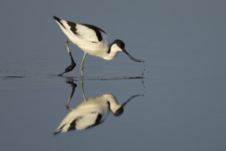 Pied Avocet (Recurvirostra avosetta) adult wading bird feeding in a shallow lagoon with a