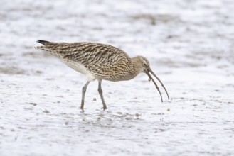 Eurasian curlew (Numenius arquata) adult wading bird on a coastal mudflat feeding on a worm,
