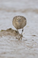 Eurasian curlew (Numenius arquata) adult wading bird on a coastal mudflat, England, United Kingdom