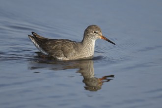 Common redshank (Tringa totanus) adult wading bird swimming across a shallow coastal lagoon,