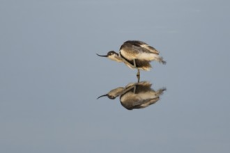Pied Avocet (Recurvirostra avosetta) adult wading bird preening in a shallow lagoon with a mirror