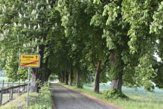 Kastanienallee near Lancken-Granitz on Rügen, Mecklenburg-Western Pomerania, Germany