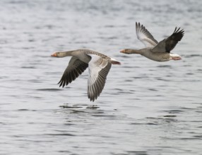 Grey goose (Anser anser), two gray geese flying over a body of water, Lower Saxony, Germany