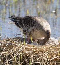 Grey goose (Anser anser) stands on the nest and turns the eggs, Lower Saxony, Germany