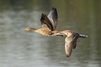 Grey goose (Anser anser), two gray geese flying over a body of water in early warm morning light,