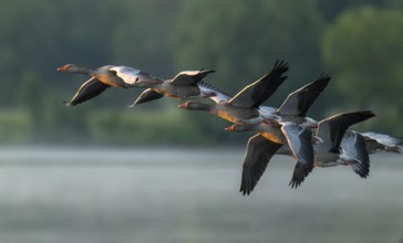 Grey goose (Anser anser), gray geese flying over a body of water in early warm morning light, Lower