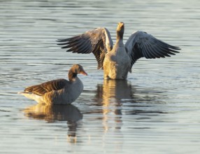 Gray goose (Anser anser), two gray geese stand in a shallow water zone of a body of water in warm