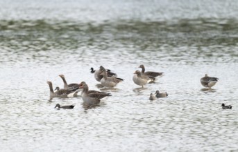 Grey goose (Anser anser), gray geese are in the shallow water zone of a body of water, Lower